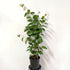 Cissus Antarctica (Kangaroo Vine) ADVANCED - 20cm pot